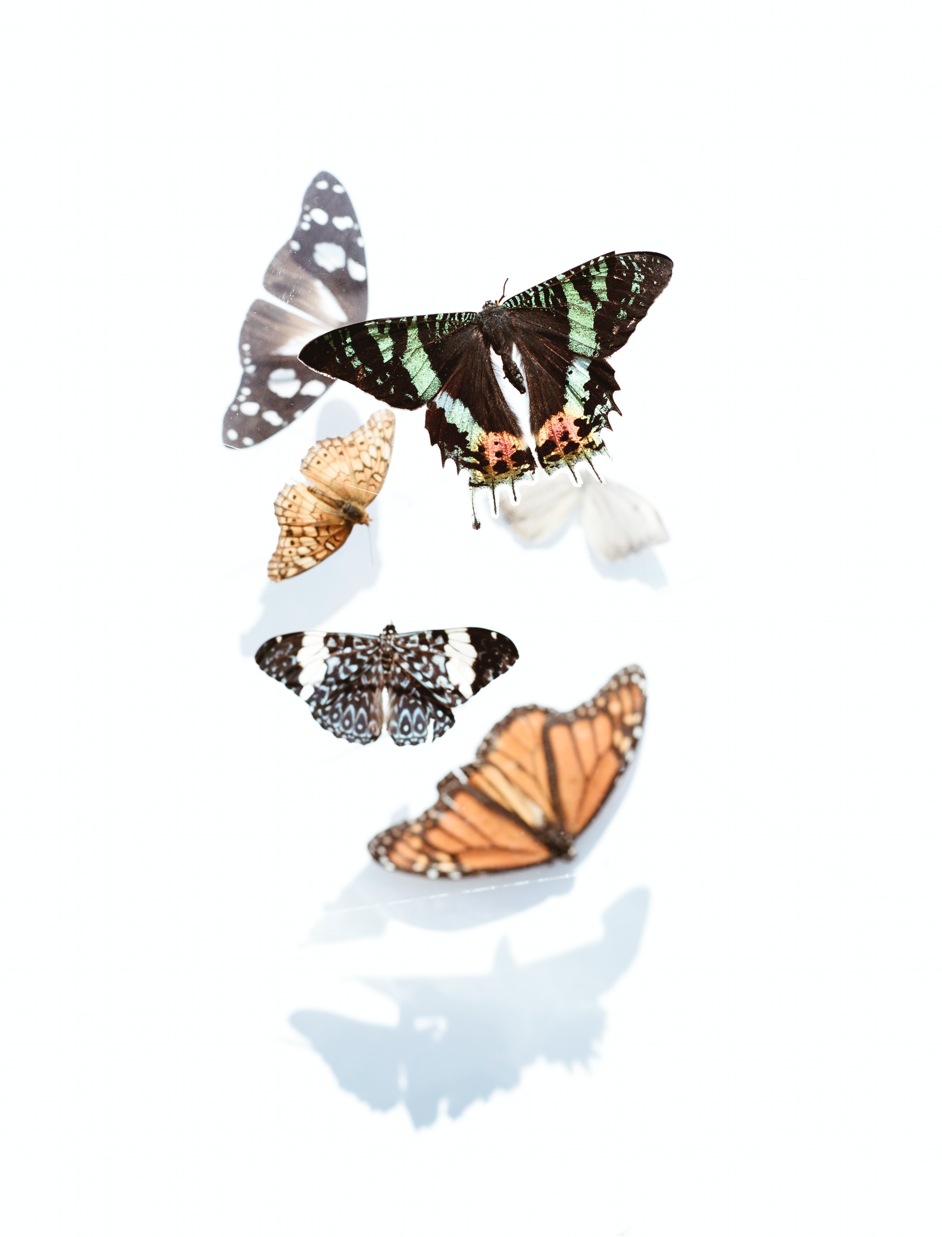 Butterflies and business missions evolve